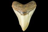 Serrated, Fossil Megalodon Tooth - North Carolina #147479-2